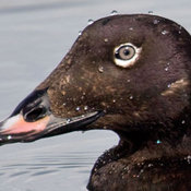 White-winged Scoter